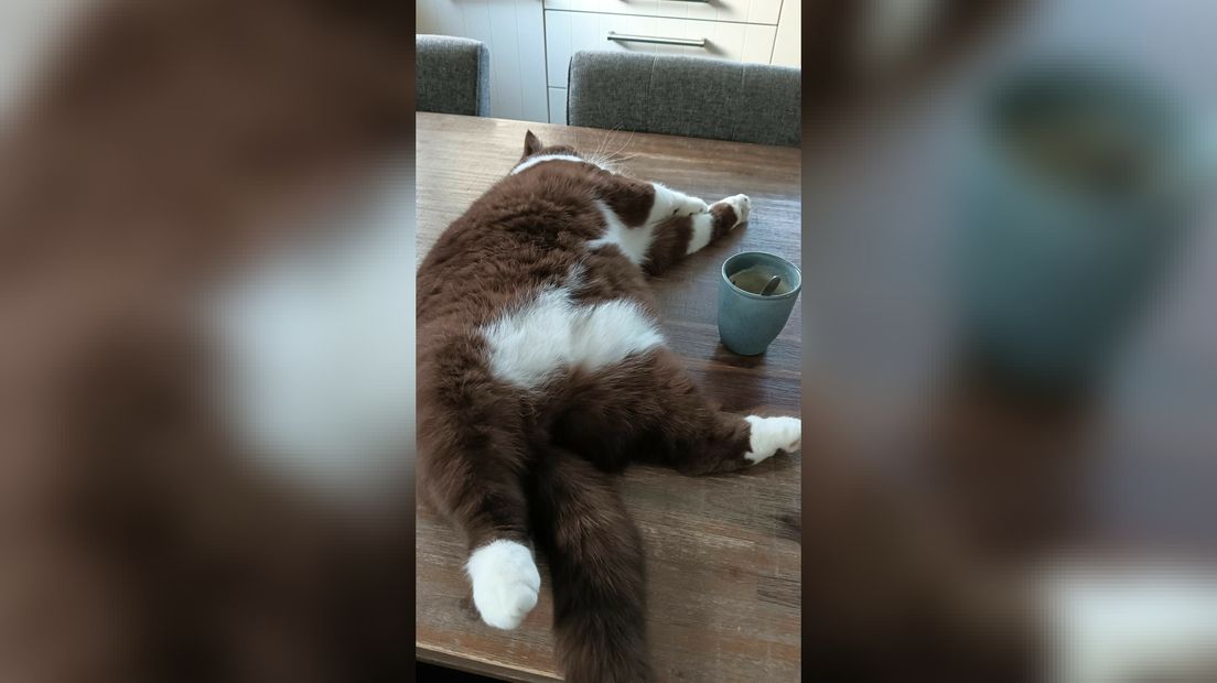Poes Faith fan baaske Jettie Nieuwhof-Wielenga