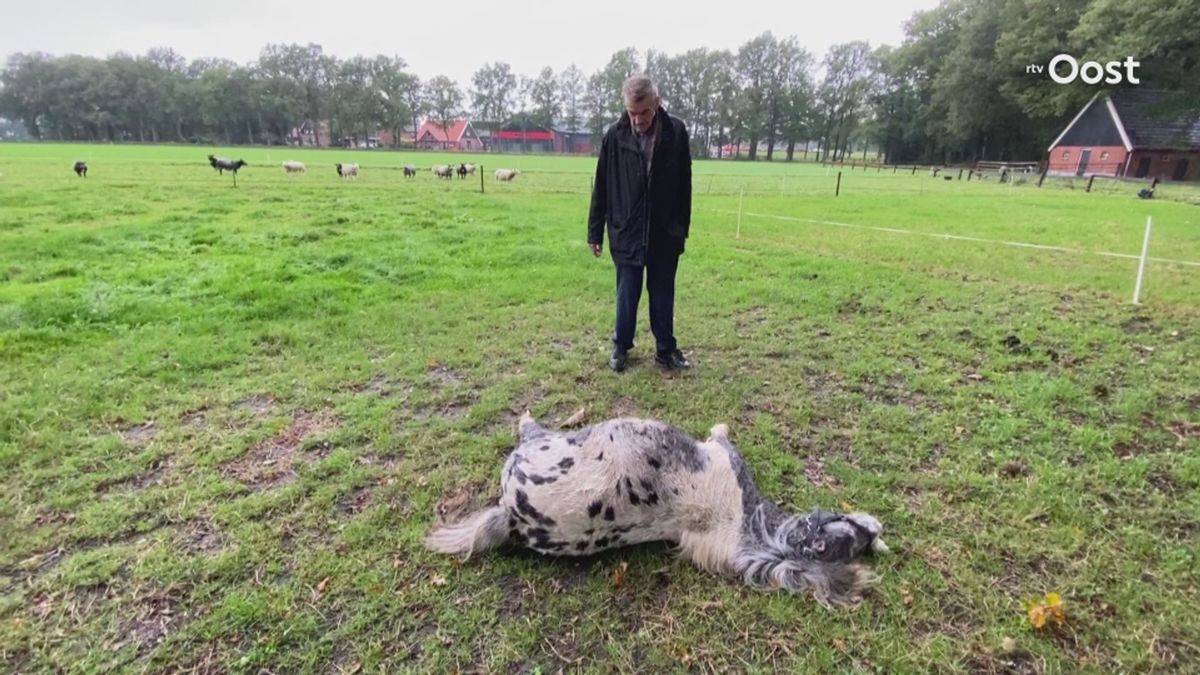 Drama rond dode pony in Tilligte