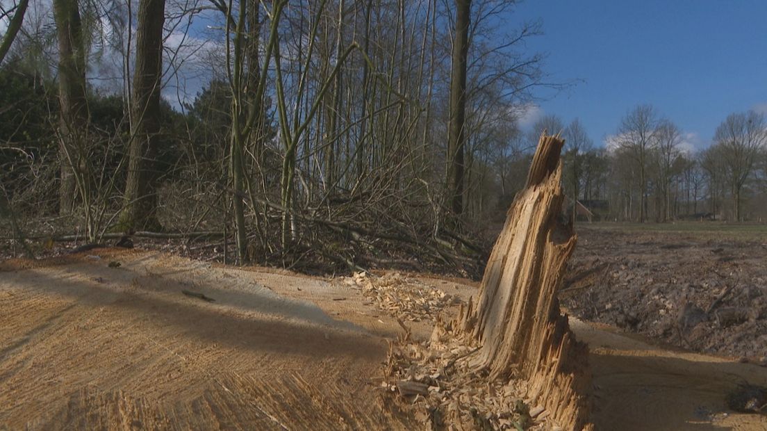 Verdwijnen de houtwallen langzaam uit ons landschap?