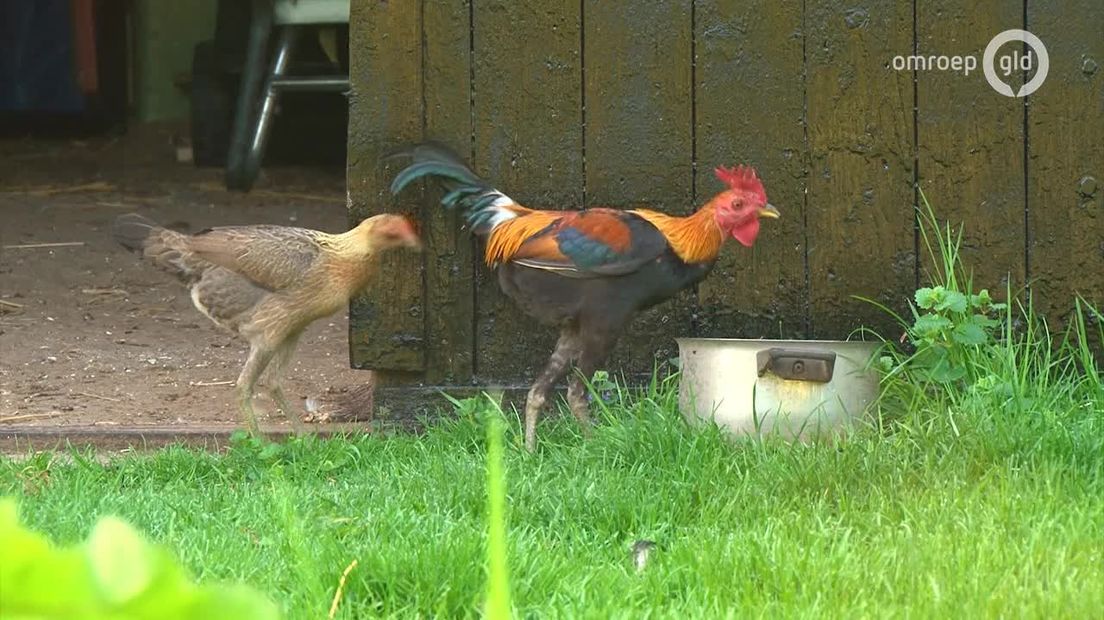 Groeten uit Gelderland