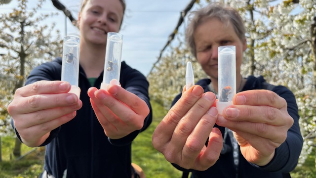 Een Zeeuwse boomgaard als laboratorium: dit staat er op het spel