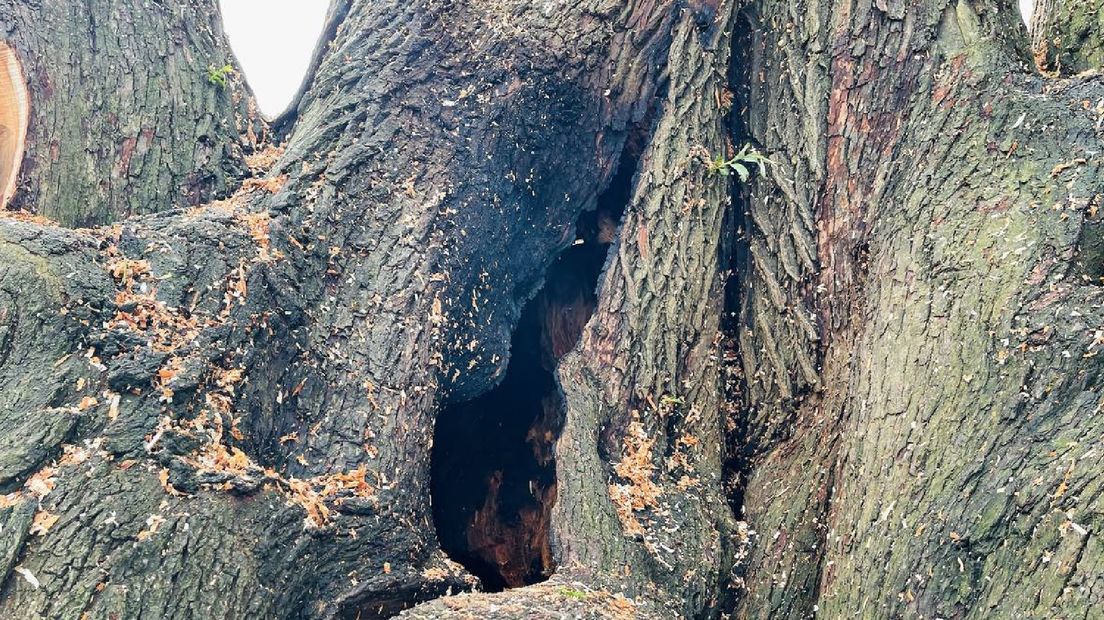Brandschade in de kern van de boom