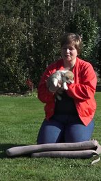 Negen corgipups geboren