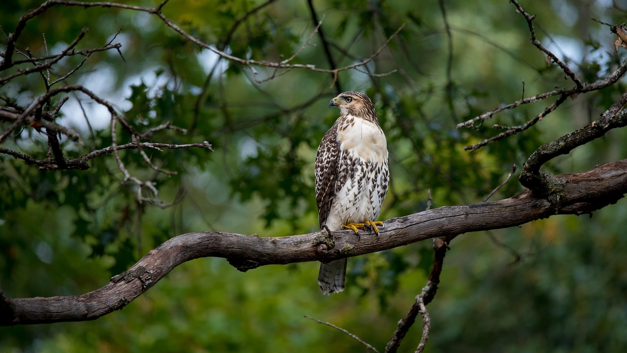 Een roofvogel, foto ter illustratie
