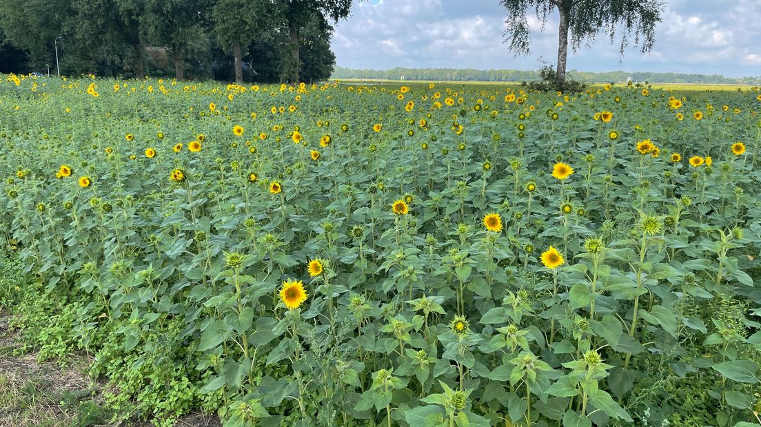 Een van de twee velden vol met zonnebloemen