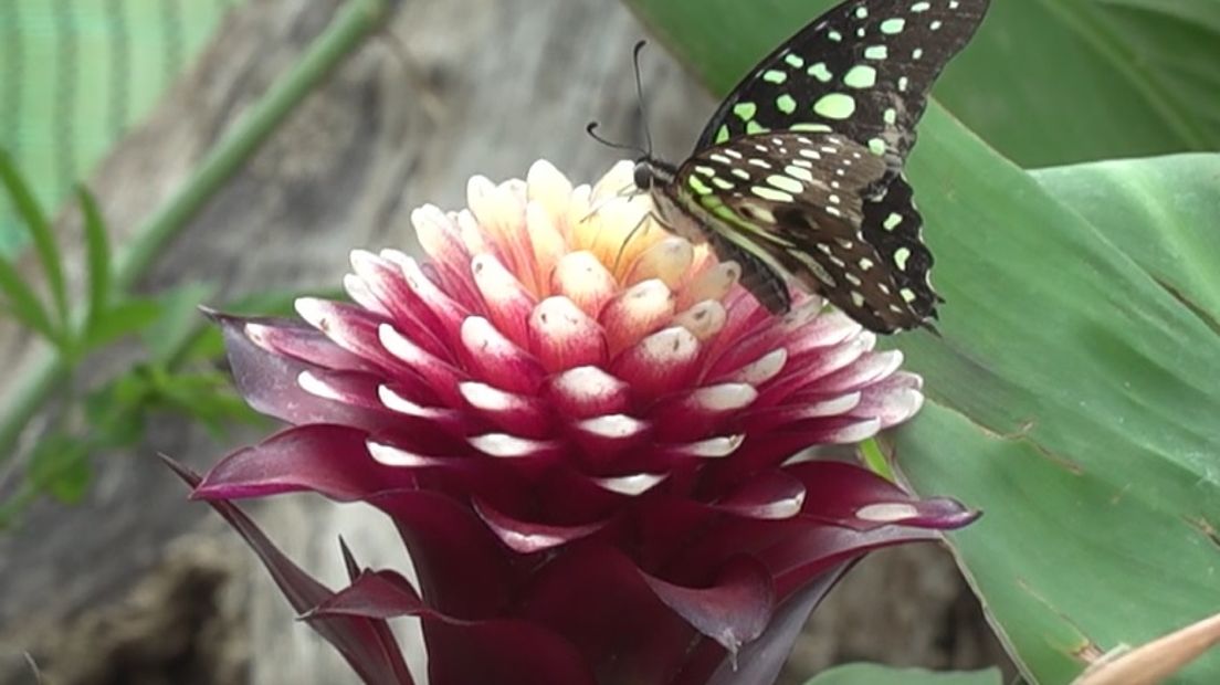 Vlinderliefhebbers kunnen hun ogen uitkijken in Vlindertuin 'De Kas' in Zutphen. Afgelopen maand is de tuin weer open gegaan voor publiek. Er zijn al vele vlinders te zien, waaronder de atlasvlinder, bijna de grootste vlindersoort ter wereld.