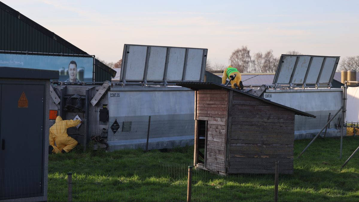 Tienduizenden kalkoenen om vogelgriep geruimd: 'Impact op boer is groot'