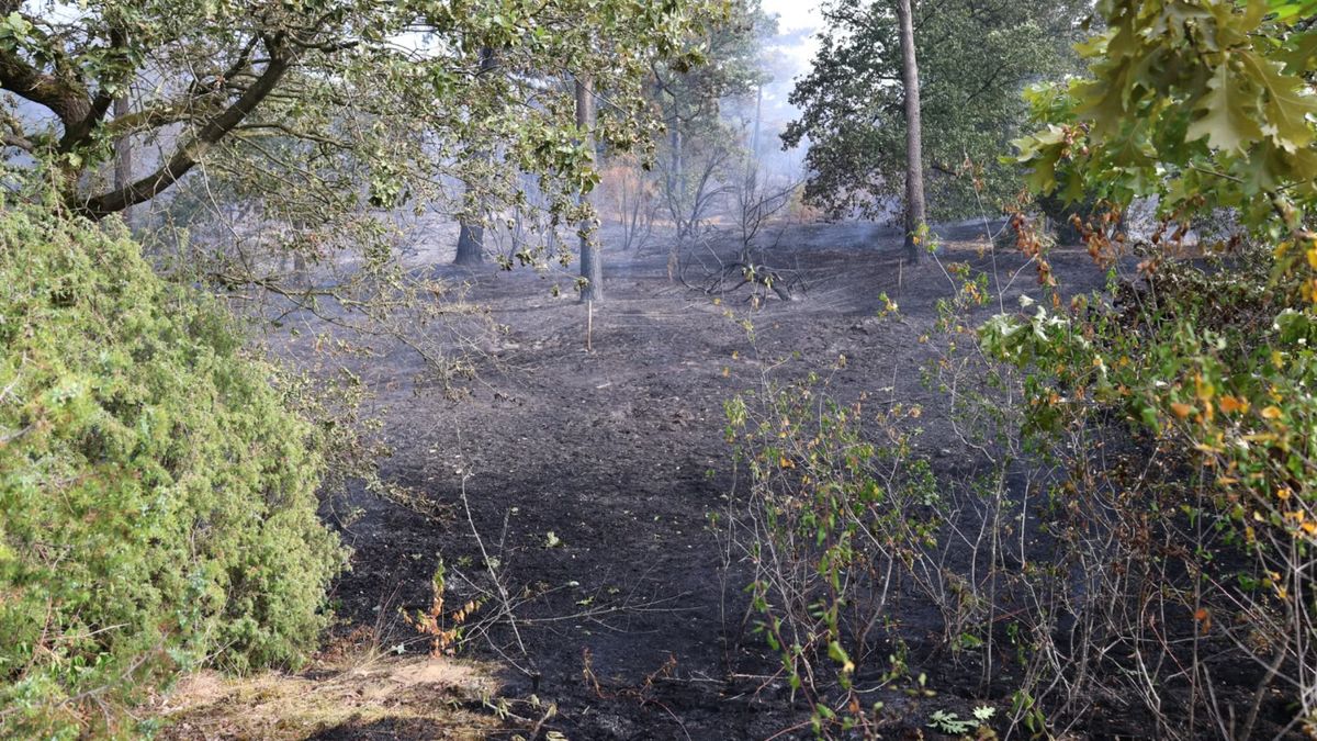 Uniek jeneverbesgebied verdwijnt door natuurbrand Noord-Limburg: 'Wonden likken en traantje laten'