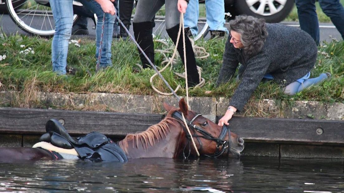 Paard springt in Daarlerveen kanaal in