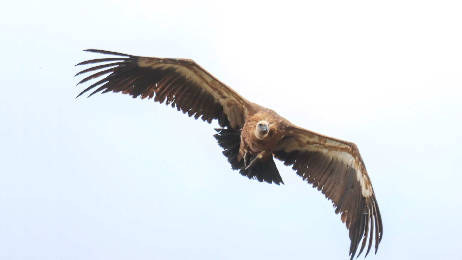 Vale gieren blijven opvallend lang op de Veluwe