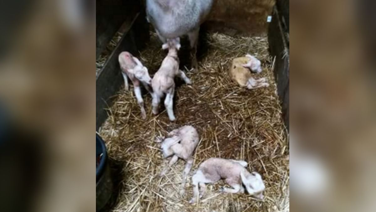 Lammetjesvijfling geboren in Hijken