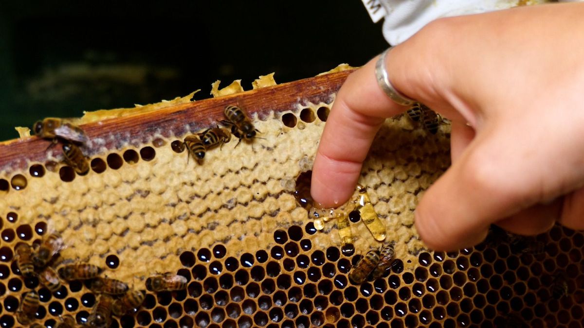 Imkeropleiding populair in Achterhoek: vrouwelijke interesse groeit