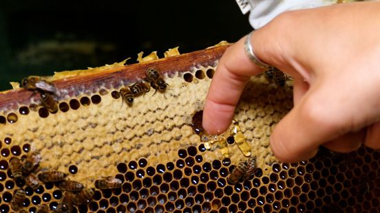 Imkeropleiding populair in Achterhoek: vrouwelijke interesse groeit