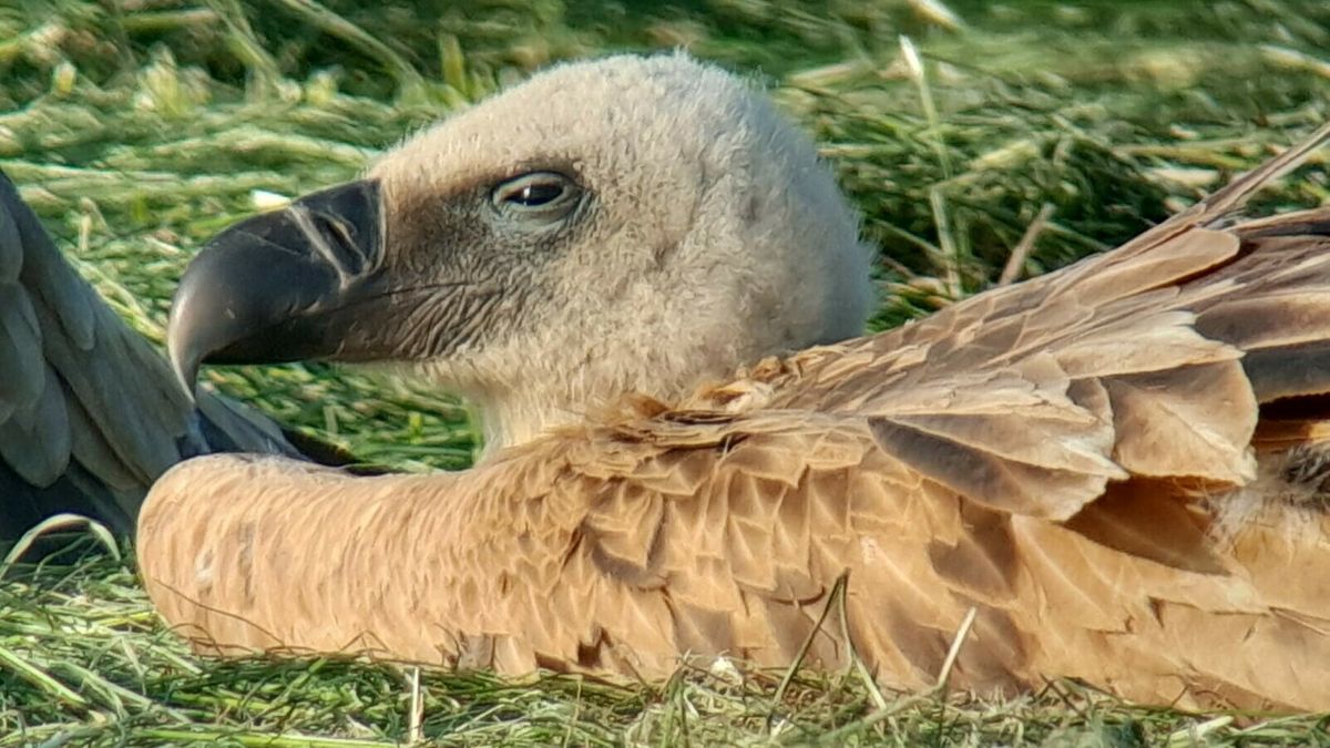 Auto rolt in het water in Scharsterbrug | Verlaten boot uitgebrand in Opeinde