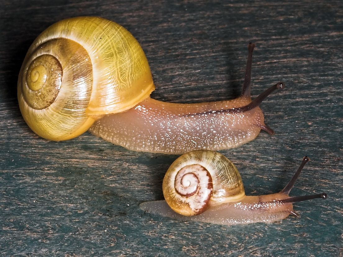 slakken
