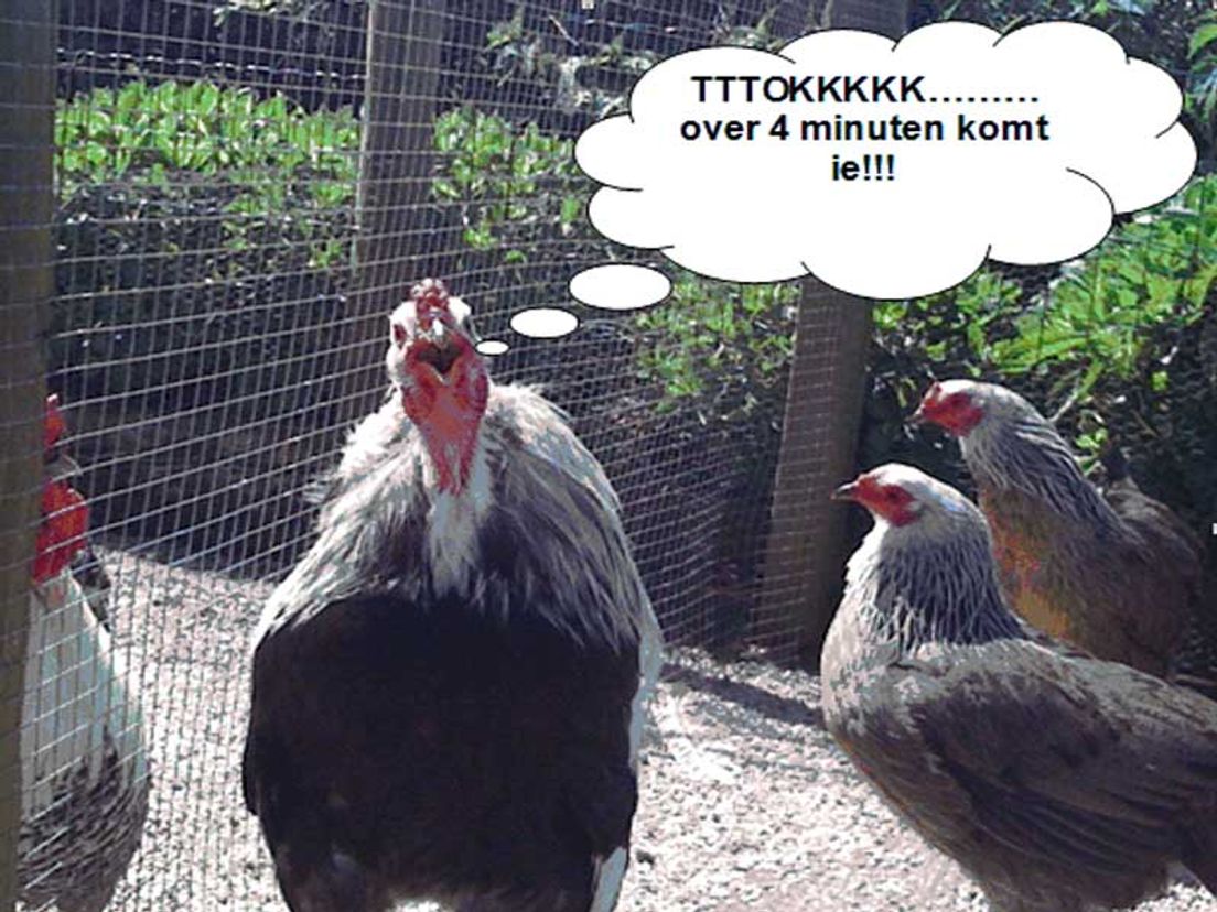 toktoktok4.jpg