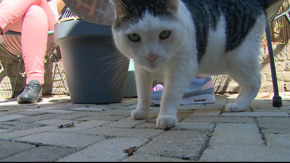 Dit zijn de katten waarmee je kan knuffelen bij de koffie (video)