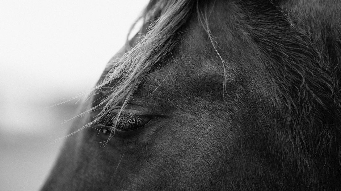 Paard mishandeld in Wanneperveen (foto ter illustratie)