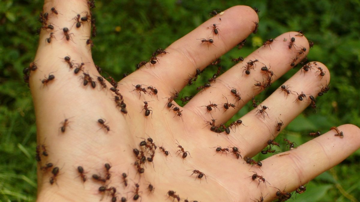 Natuurvraag: Hoe vinden mieren de weg terug naar hun nest?