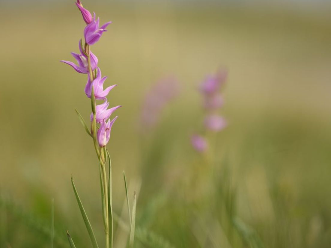 De rode bosvogel