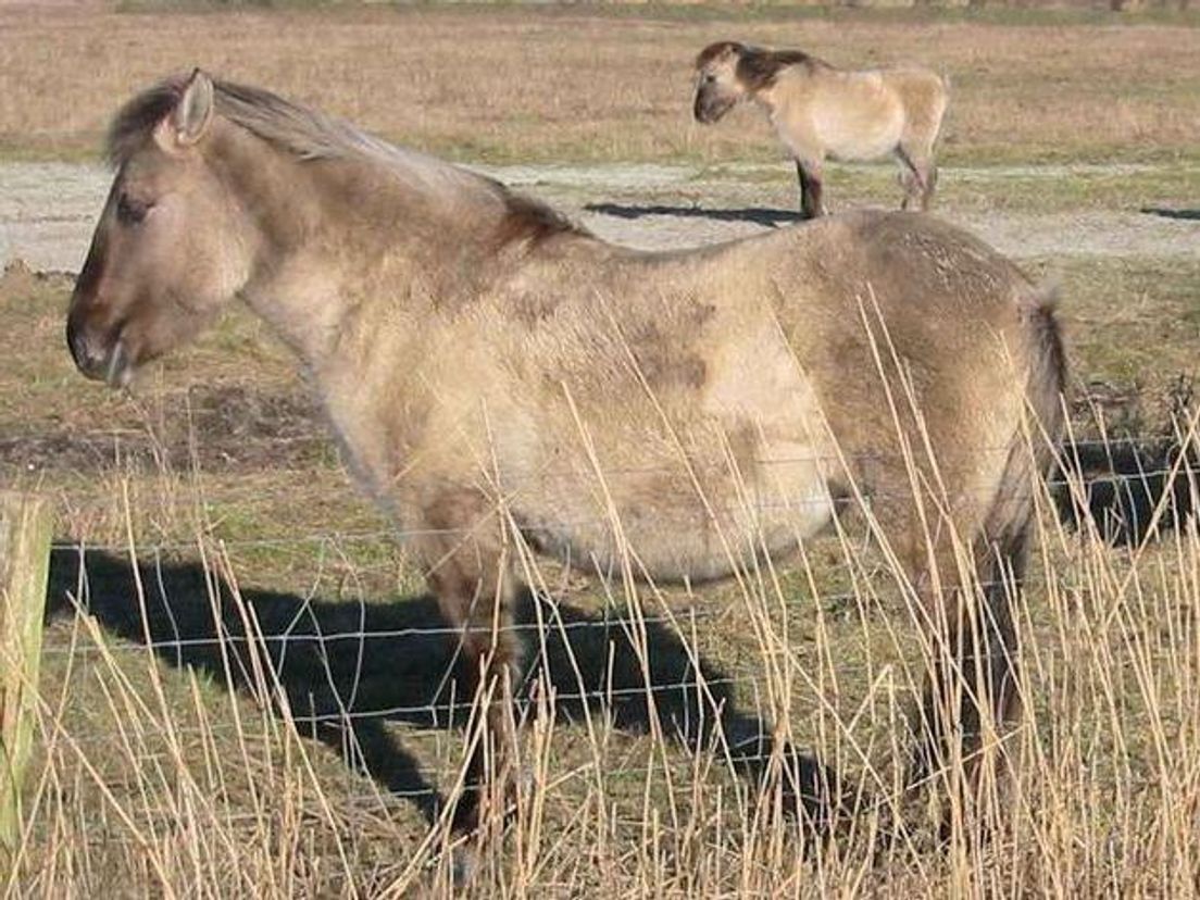 konikpaarden