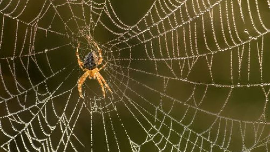 Weet u welke spinnen er allemaal voorkomen in en om uw huis? En hoeveel? Deze week staat in het teken van de tweede Nationale huis- en tuinspinnentelling.