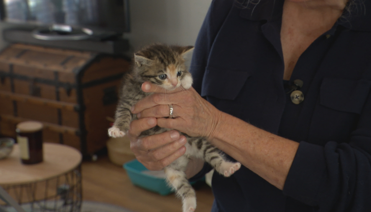 Inge vangt al 42 jaar kittens op: 'Dit jaar zijn het er ontzettend veel, veel meer dan andere jaren'