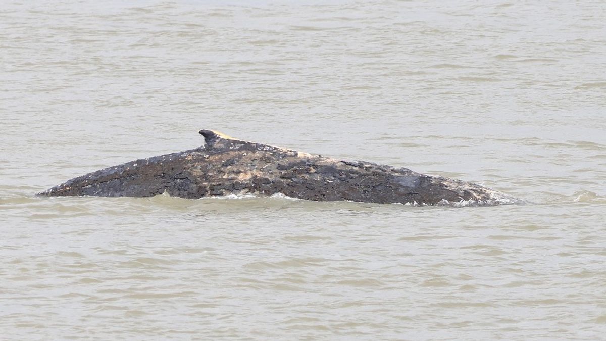 Bultrug gespot in de Westerschelde, scheepvaartverkeer gewaarschuwd