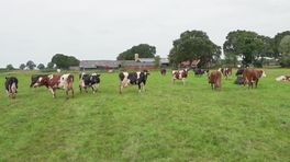 Zomer in Overijssel