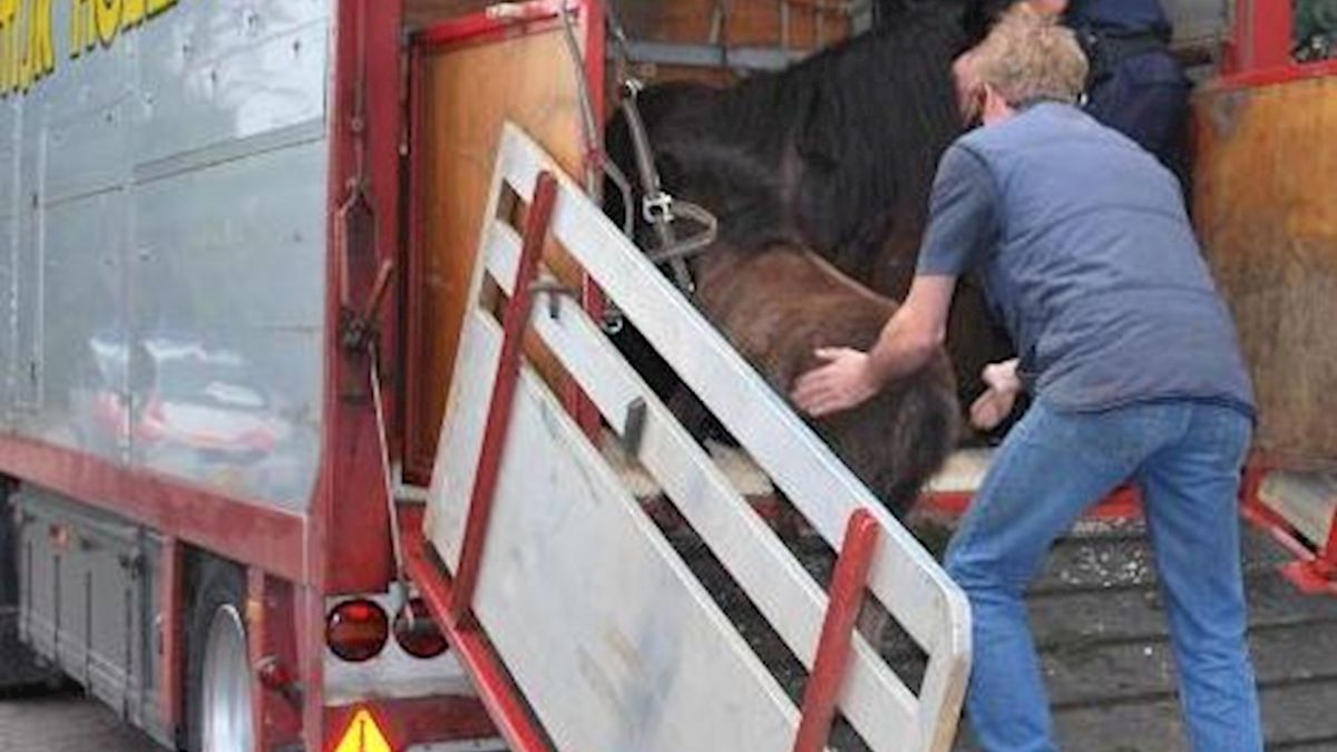 Paarden terug naar paardenhouder Aadorp