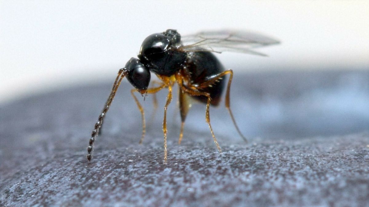 Vijand van de gevreesde suzuki-fruitvlieg duikt op in Drenthe: kan ze hier overleven?