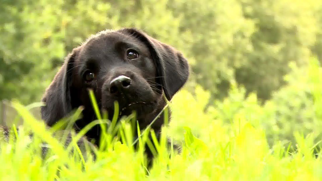 Odin in het gras bij De Compound (Rechten: RTV Drenthe/Jeroen Kelderman)