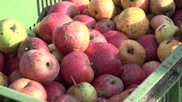 Fruitpersdag weekje eerder door vroegrijpe appeloogst