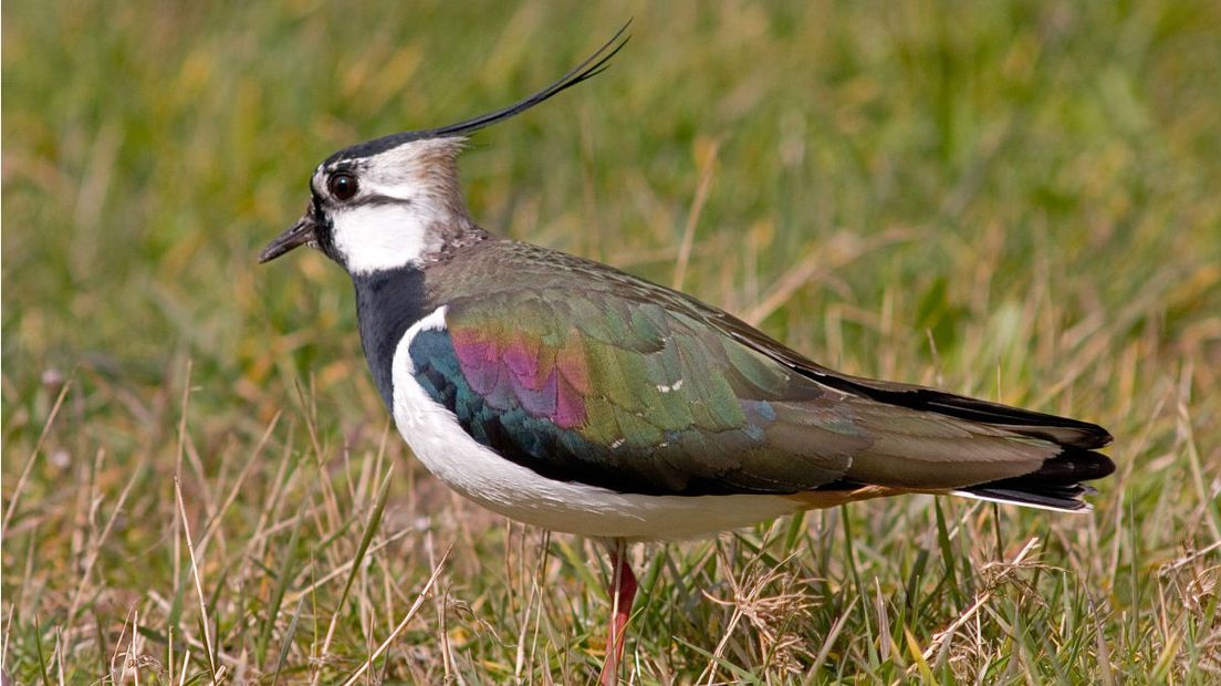 In de zon hebben de veren van de kievit een groene en paarse metaalglans (Rechten: Free Nature Images/Jan Nijendijk)