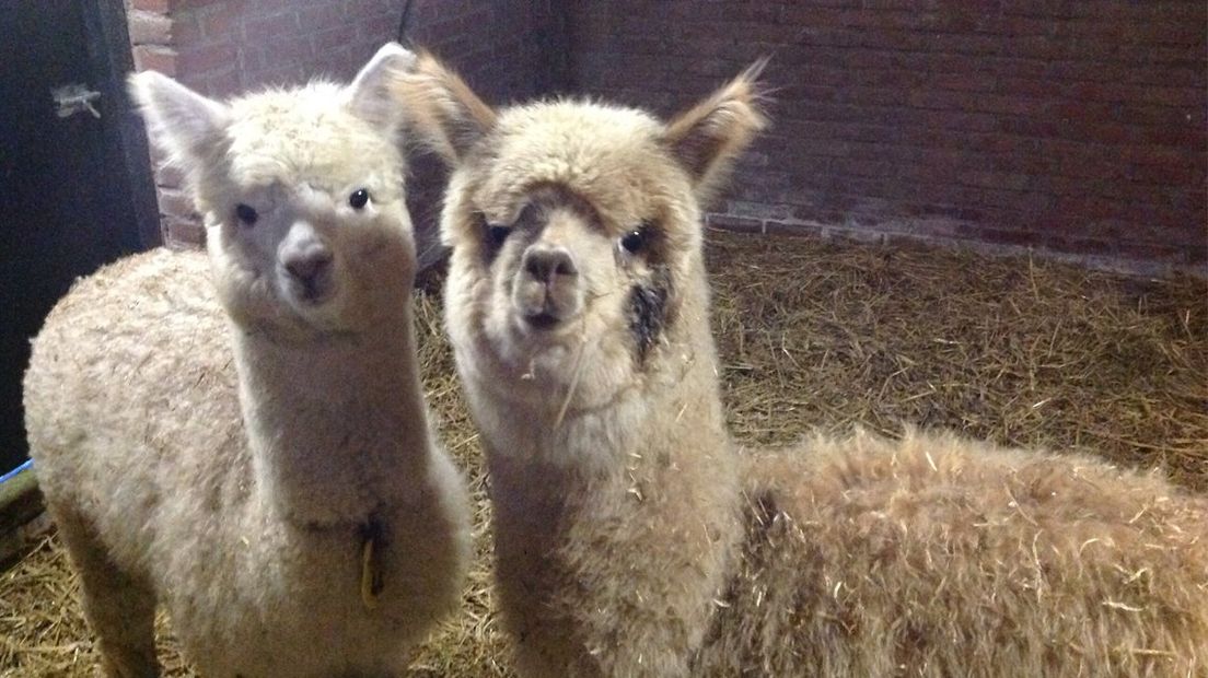 Teddy (rechts) met zijn vrouwelijke maatje. 