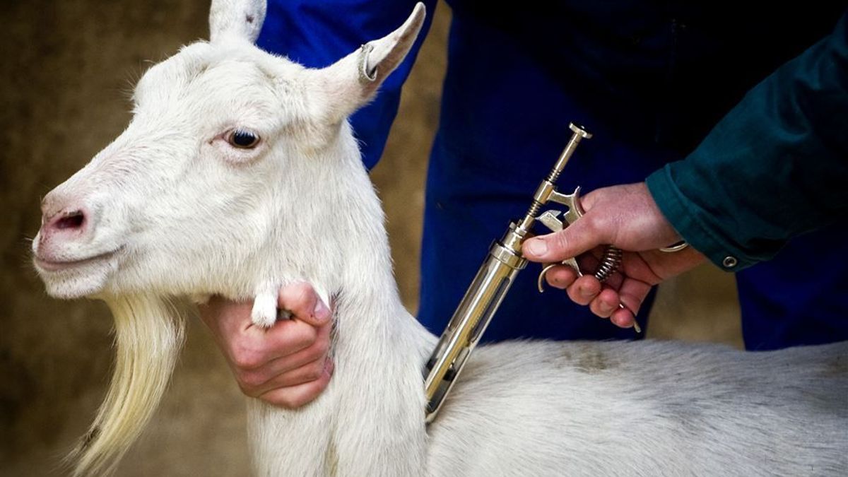 Q-koortsdrama in Ransdaal, boer hield besmetting stil