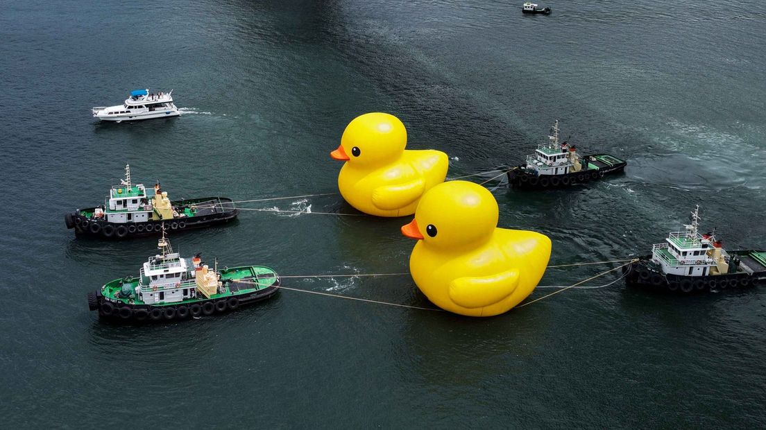 De eendjes door Hongkong tijdens de oefening