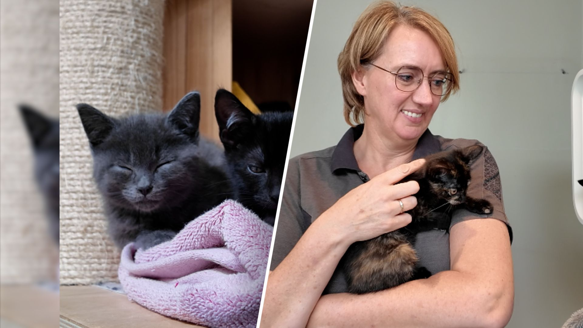 Foto: Dierencentrum zit propvol kittens en zoekt dringend gastgezinnen