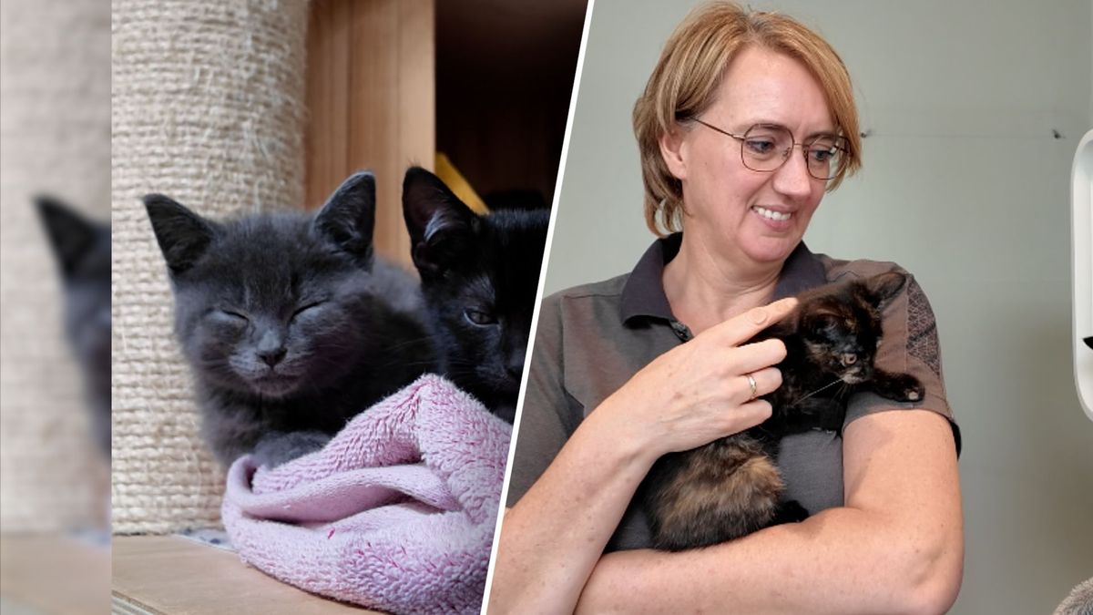 Dierencentrum zit propvol kittens en zoekt dringend gastgezinnen