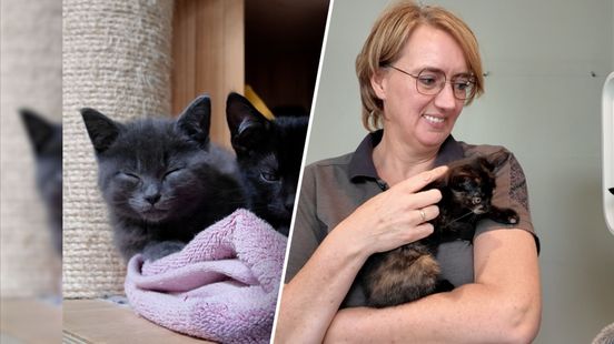 Dierencentrum zit propvol kittens en zoekt dringend gastgezinnen