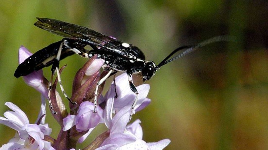 De sluipwesp parasiteert ook in Nederland op eitjes van de eikenprocessierups.