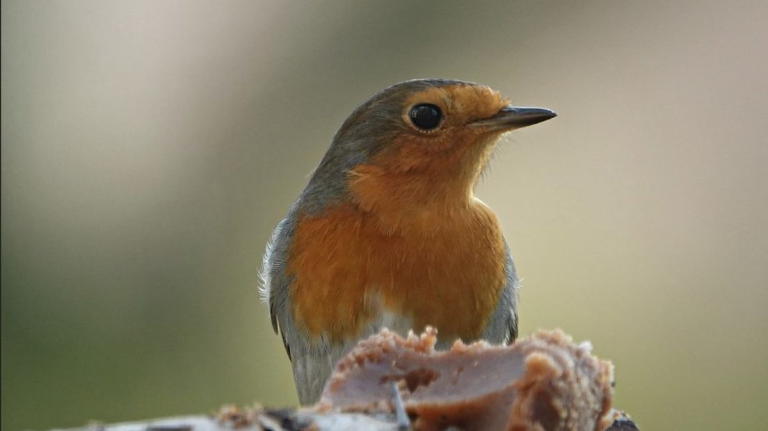 Roodborstje aan de kerstdis met pindakaas