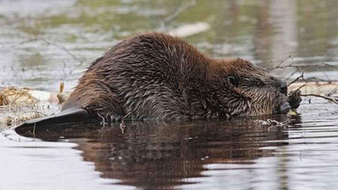Duitsers zijn drie dagen in Nederland om te leren hoe het water in goede banen te leiden en tegelijkertijd natuur te ontwikkelen.