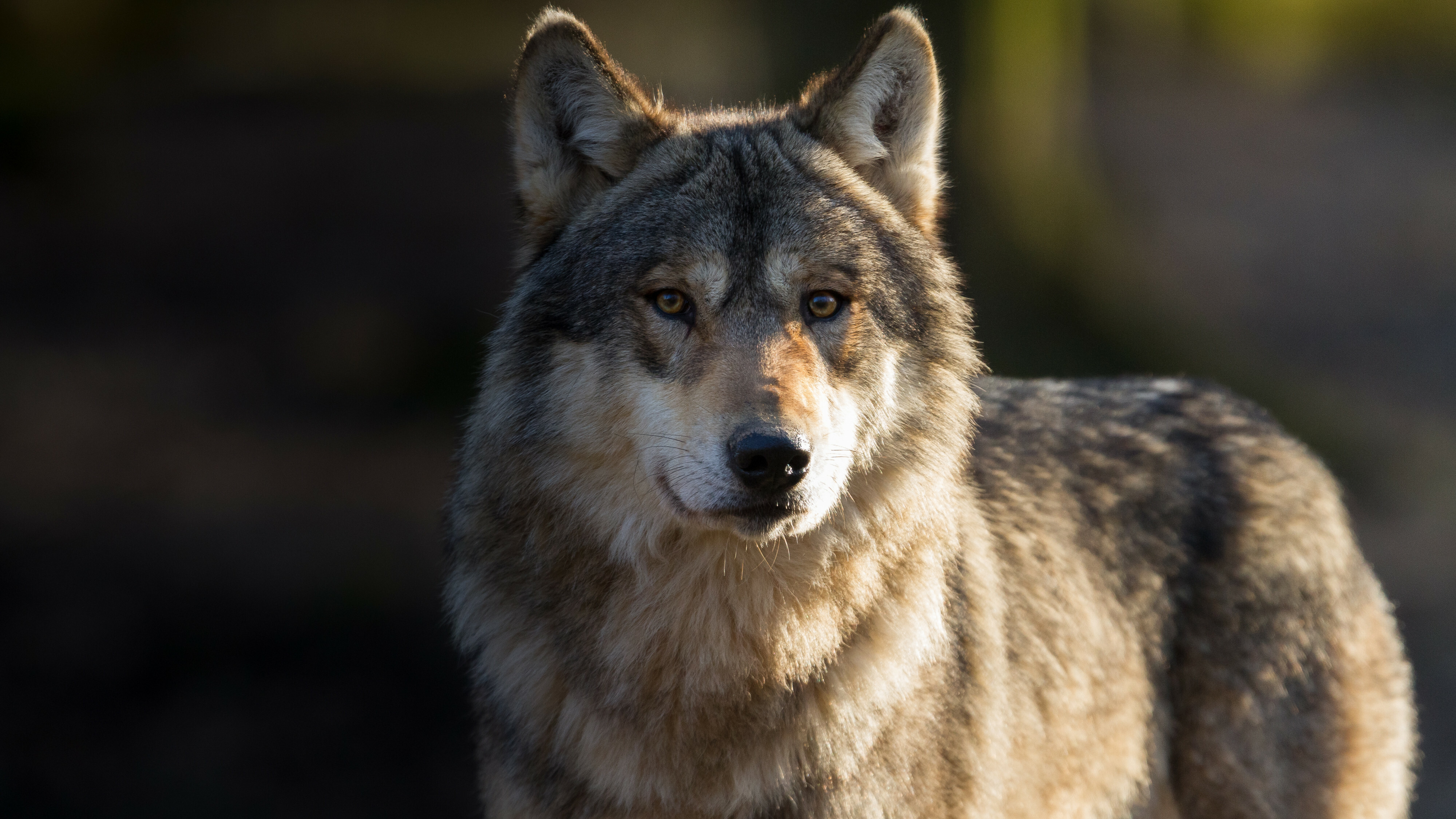 Yn Nederlân is noch net in soad entûsjasme oer wolfkearende stekken
