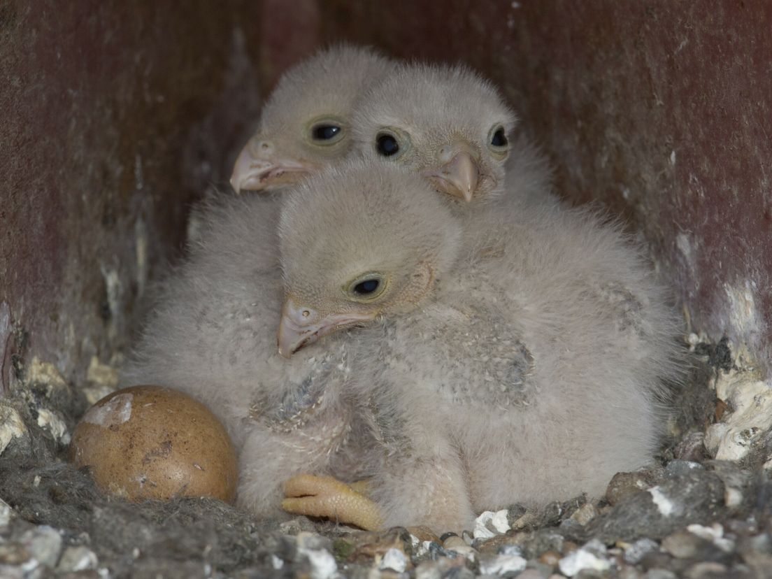 Bosuil vreet live op beeld kuikens op, maar Vogelbescherming doet niets: waarom raakt ons dat zo?