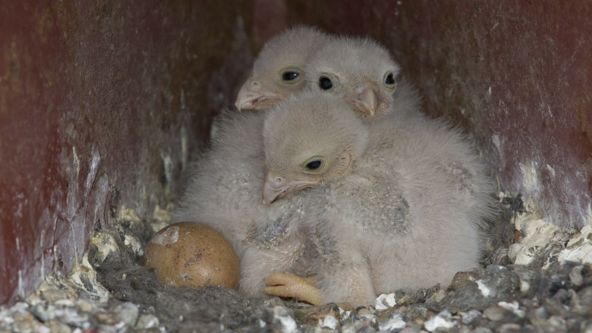 Bosuil vreet live op beeld kuikens op, maar Vogelbescherming doet niets: waarom raakt ons dat zo?