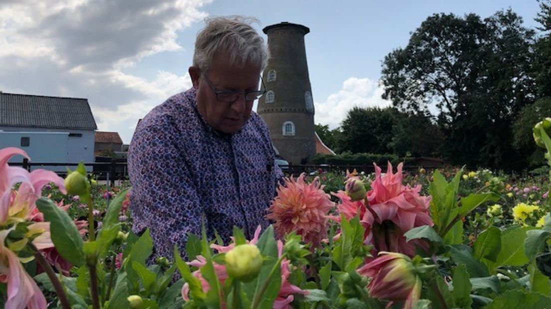 Na vijftig jaar tussen de dahlia's denkt kweker Sturm stilletjes aan stoppen