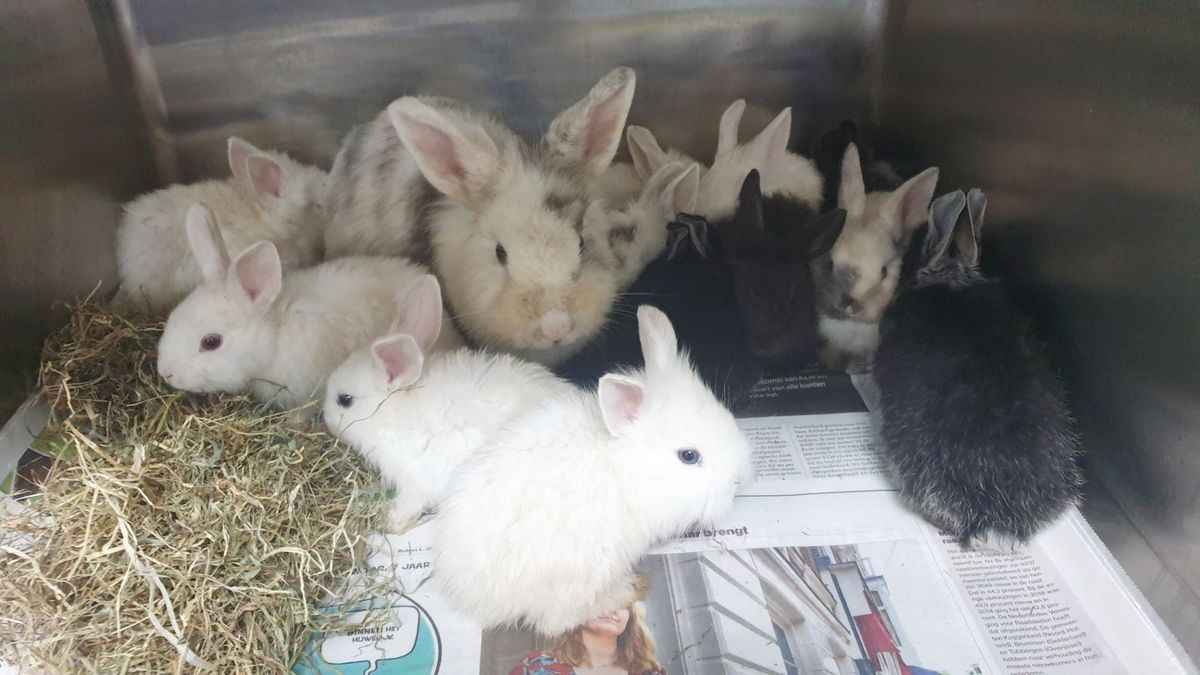 Moederkonijn met 12 kleintjes gedumpt: 'Kan je jezelf nog in de spiegel