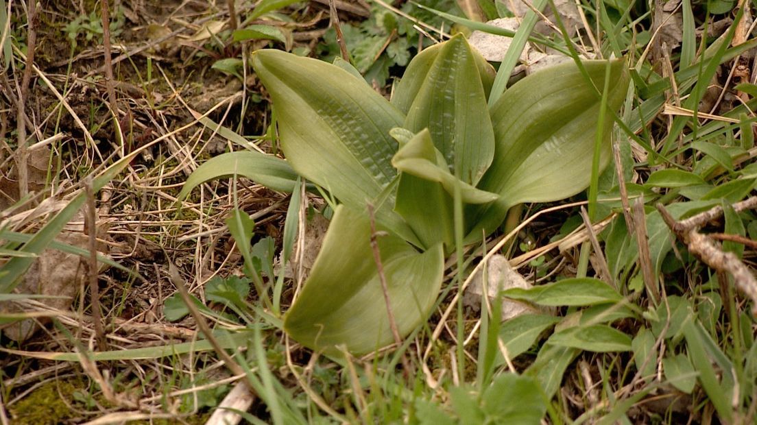 Het bladerrozet van de beschermde bokkenorchis. De plant bloeit vanaf het voorjaar.