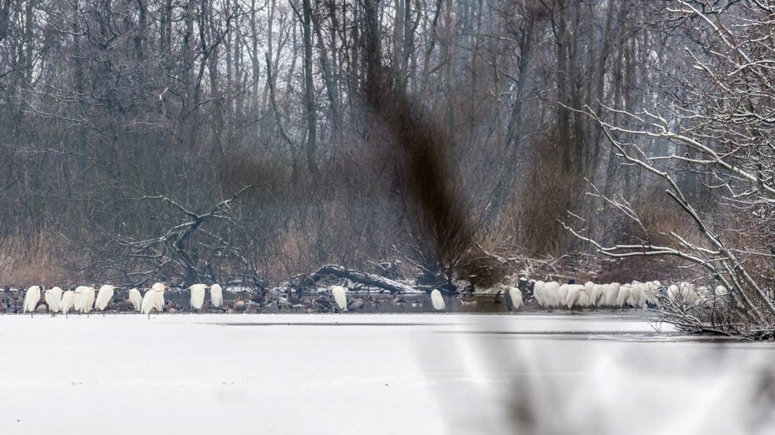 Grote zilverreigers rondom Ackerdijkse Plassen 